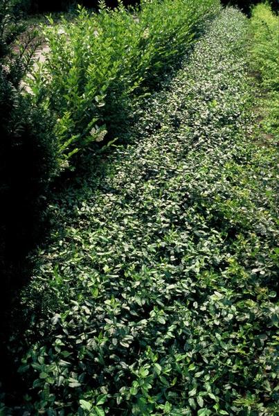 Euonymus fort. 'Dart's Blanket' - ↕10-25cm - Ø9cm - 6x  BotanicBridge