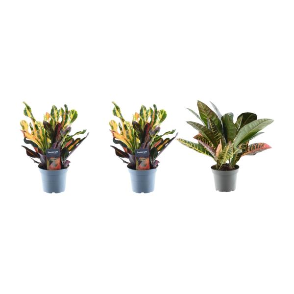 3x Croton Codiaeum mix - 30 cm - ø12  BotanicBridge