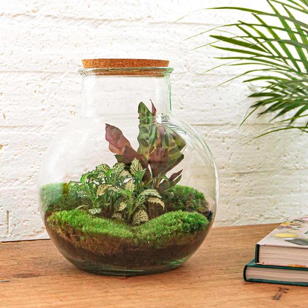 DIY terrarium - Teddy - ↕ 26,5 cm - Rake + Shovel  BotanicBridge