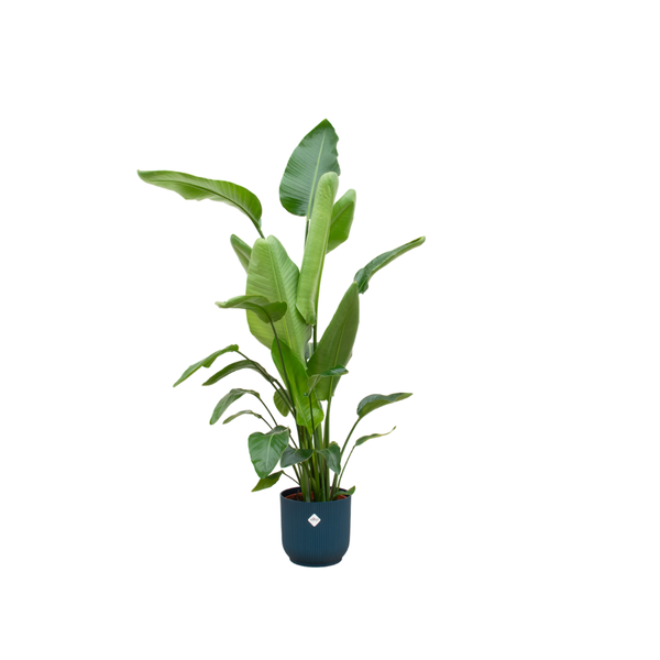 Strelitzia Nicolai inclusief elho Vibes Fold Round blauw - 160cm - Ø30  BotanicBridge