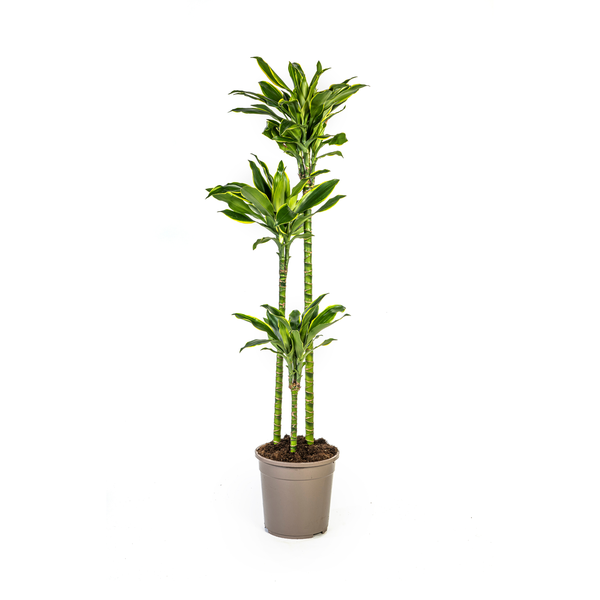 Dracaena Fragrans Golden Coast Ø24cm - ↕140cm  BotanicBridge