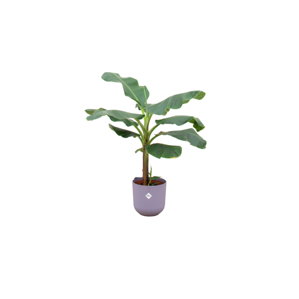 Combi deal - Bananenplant (Musa) inclusief elho Jazz Round lila Ø23 - 120 cm  BotanicBridge