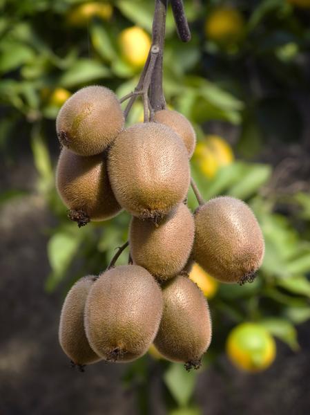 Actinidia delciosioa 'Jenny' - Kiwi - Ø13cm - ↕45cm  BotanicBridge