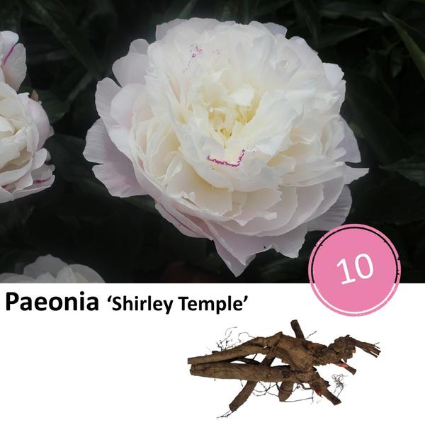 Paeonia 'Shirley Temple' - 10x  BotanicBridge