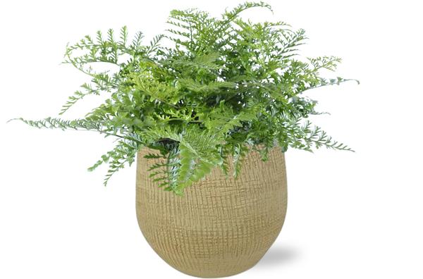 Asplenium Parvati - Ø21cm - ↕40cm + Ryan Pot D22x20cm - Goud  BotanicBridge