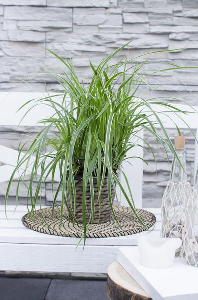 Carex morrowii 'Ice Dance' - Ø14cm - ↕30cm  BotanicBridge