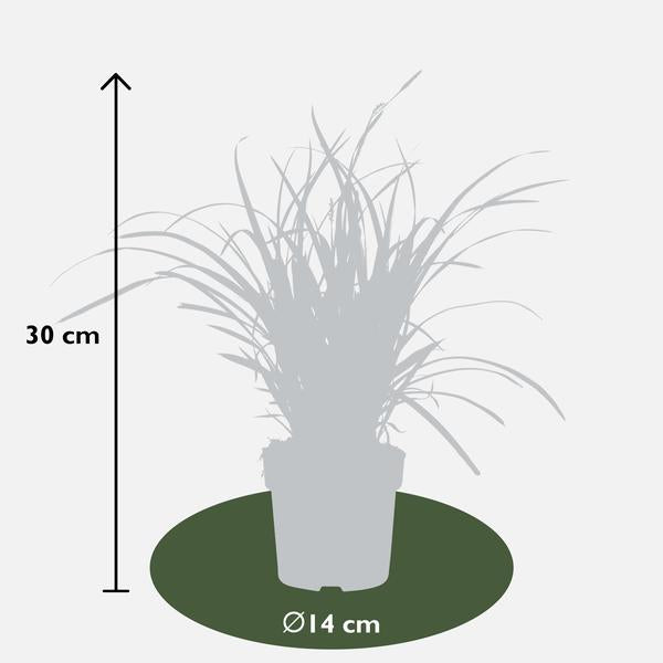 Carex morrowii 'Ice Dance' - Ø14cm - ↕30cm  BotanicBridge