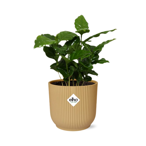 Coffea Arabica in ELHO Vibes Fold 14cm geel  BotanicBridge