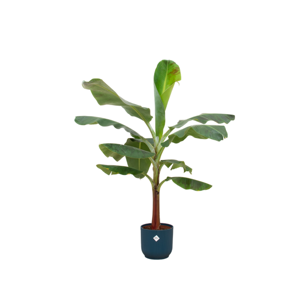 Combi deal - Bananenplant (Musa) inclusief elho Vibes Fold Round blauw Ø22 - 120 cm  BotanicBridge