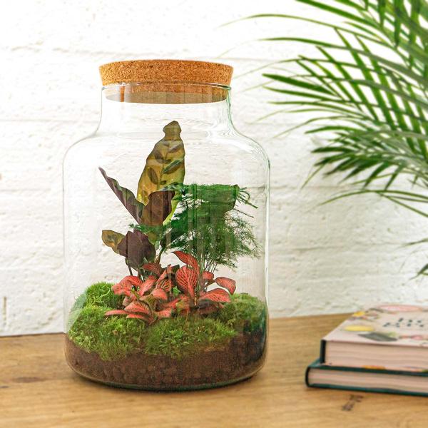 DIY terrarium - Milky - ↕ 30 cm - Normal  BotanicBridge