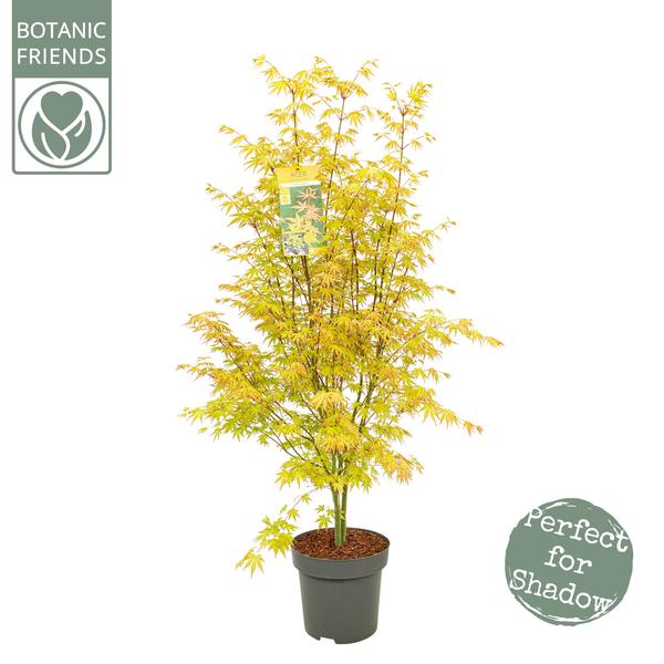 Acer Palm. 'Orange Dream' - Ø34cm - ↕145cm  BotanicBridge