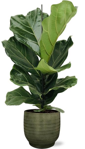 Ficus Lyrata - Ø17cm - ↕75cm + Lykke Pot D18x16cm - Groen  BotanicBridge