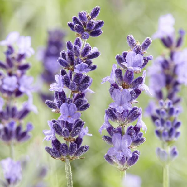 Lavandula 'Hidcote' - ↕10-25cm - Ø9cm - 20x  BotanicBridge