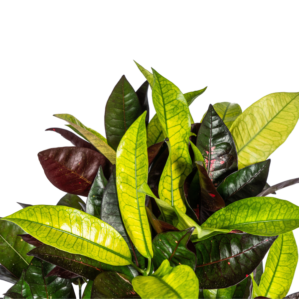 Codiaeum 'Croton' Iceton Ø21cm - ↕70-80cm  BotanicBridge