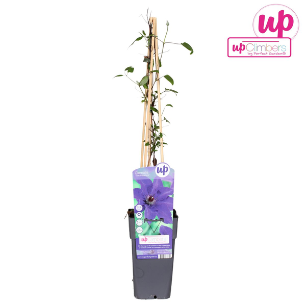 Clematis The President - Clematis Paars - Ø15cm - ↕65cm  BotanicBridge