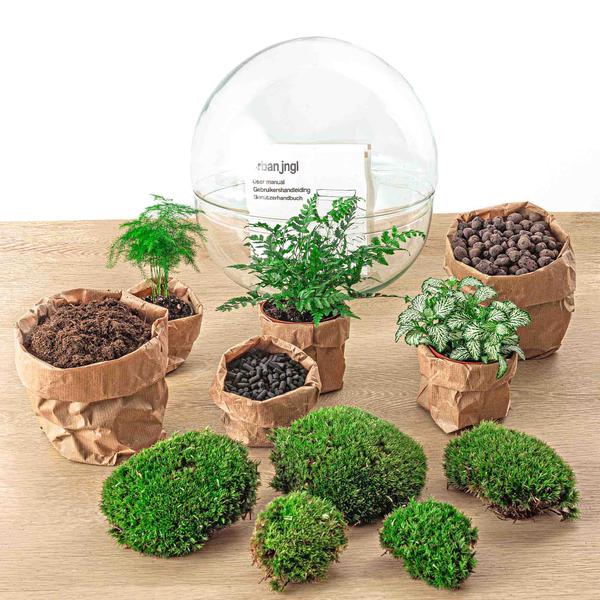 DIY terrarium - Dome XL - ↕ 30 cm - Rake + Shovel + Tweezer + Scissors  BotanicBridge