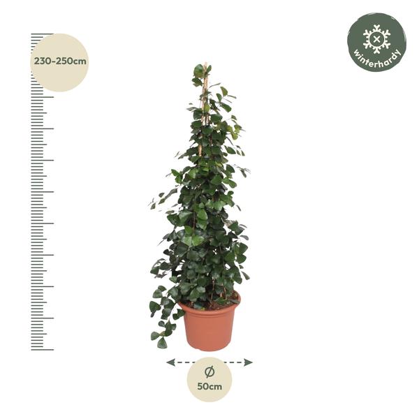 Ficus Trinova pyramide - 240 cm - ø50  BotanicBridge