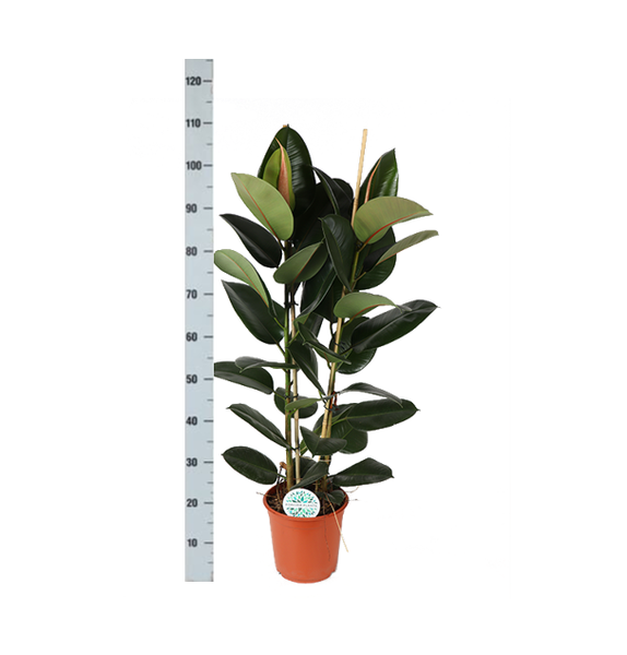 Ficus Elastica Robusta Ø24cm - ↕110cm  BotanicBridge