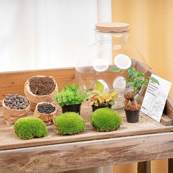 DIY terrarium - Bolder Bob Bonsai - ↕ 30 cm - Rake + Shovel + Tweezer + Scissors  BotanicBridge