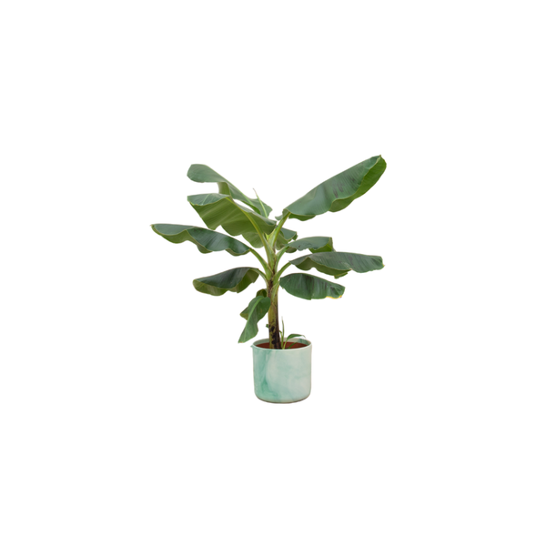 Combi deal - Bananenplant (Musa) inclusief Ocean Round pacifisch groen Ø22 - 100 cm  BotanicBridge