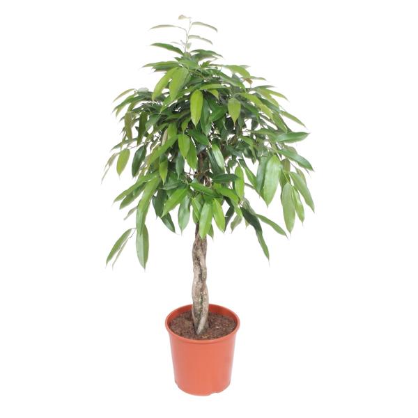 Ficus Amstel King gevlochten stam - 140 cm - ø30  BotanicBridge