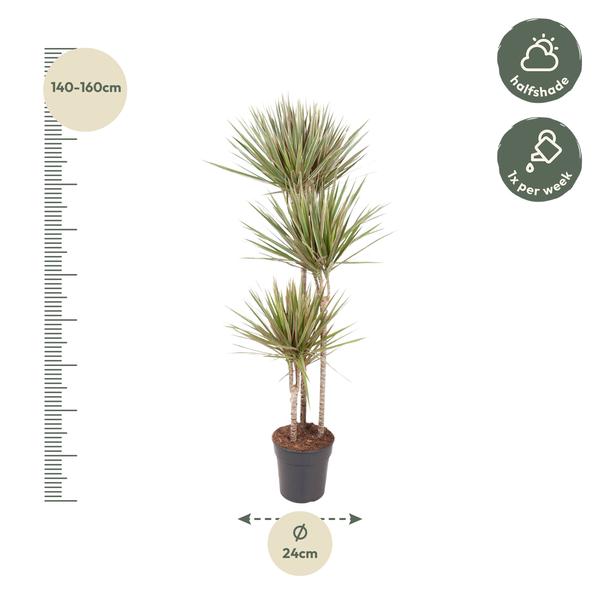 Dracaena Bicolor - 150 cm - ø24  BotanicBridge