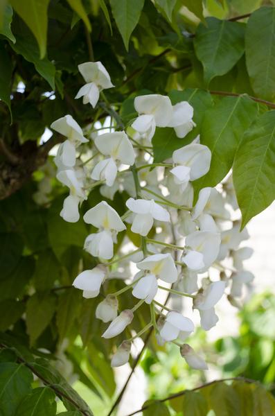 2x Wisteria floribunda 'Longissima Alba' - ↨65cm - Ø15  BotanicBridge