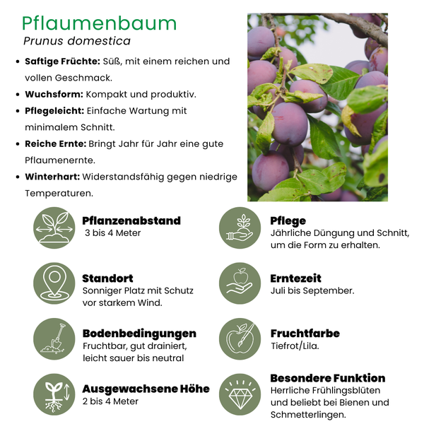 Biologische Pruimenboom Prunus Domestica - 1 x Ø 20 cm - ↨ 60 cm  BotanicBridge