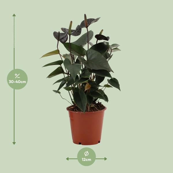 Anthurium Black Love In Transparant Sleeve - Ø12cm - ↕36cm  BotanicBridge