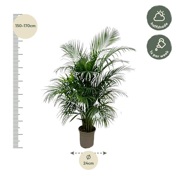 Dypsis Lutescens (Areca palm) 150 cm - ø24  BotanicBridge