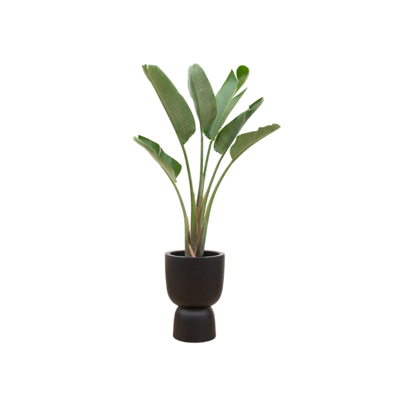 Combi deal - Strelitzia Augusta inclusief elho Pure Coupe zwart Ø41 - 210 cm  BotanicBridge