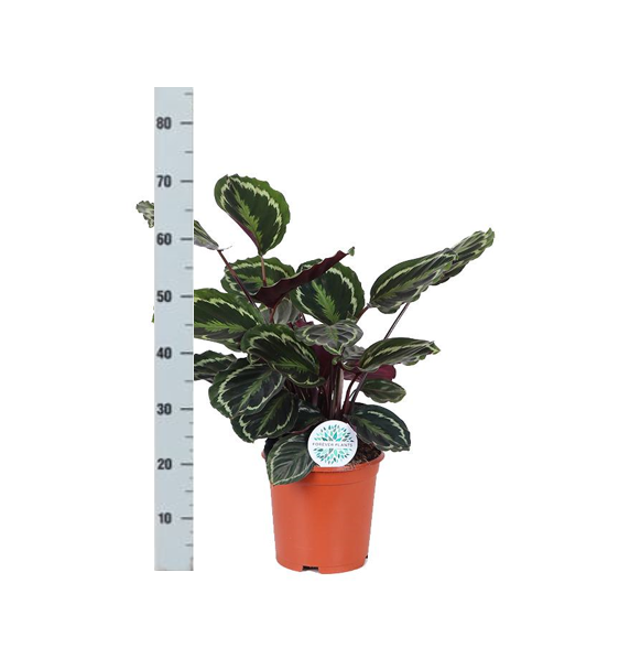 Calathea Medaillon Ø21cm - ↕70cm in Vibes BLUE pot  BotanicBridge