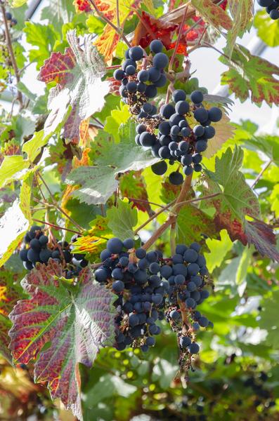 Vitis vinifera 'Boskoop Glory' - Blauwe druif - Ø13cm - ↕45cm  BotanicBridge