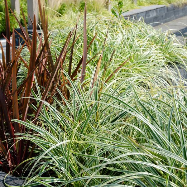 6 x Carex hachijoensis 'Evergold' - Ø 14 cm - ↨ 25 cm  BotanicBridge