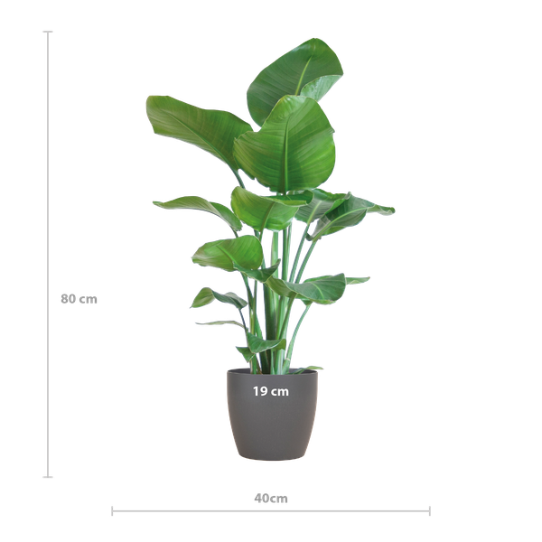 Strelitzia Nicolai met Viber pot grijs - 80cm - Ø21  BotanicBridge