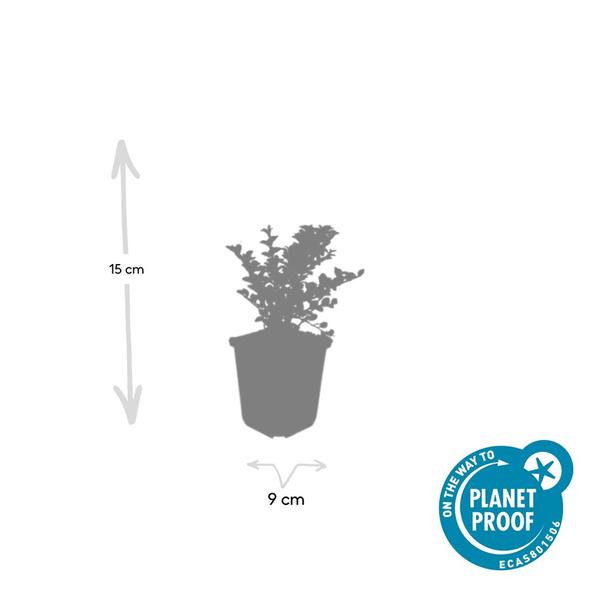 Cotoneaster horizontalis - ↕10-25cm - Ø9cm - 40x  BotanicBridge