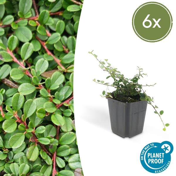 Cotoneaster pr. 'Streib's Findling' - ↕10-25cm - Ø9cm - 6x  BotanicBridge