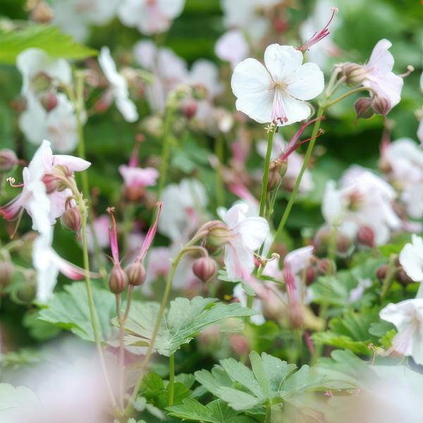 Geranium cant. 'Biokovo' - ↕10-25cm - Ø9cm  - 12x  BotanicBridge