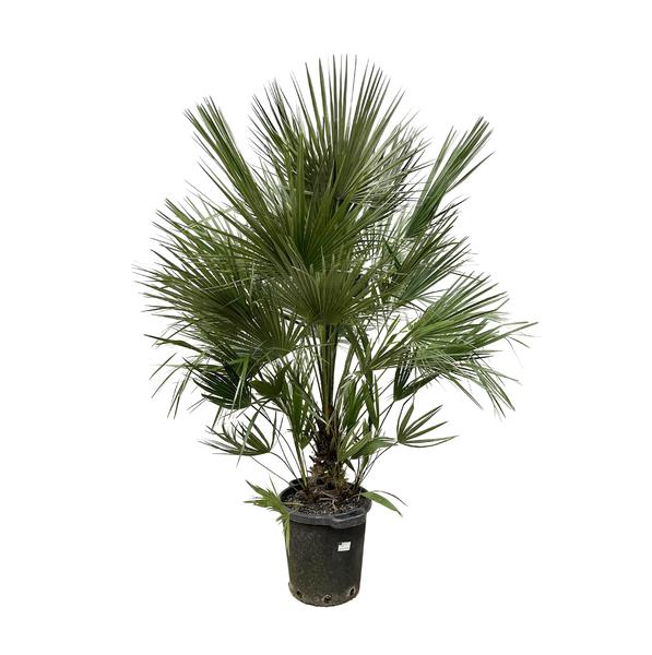 Chamaerops Humilis struik - 200 cm - ø40  BotanicBridge