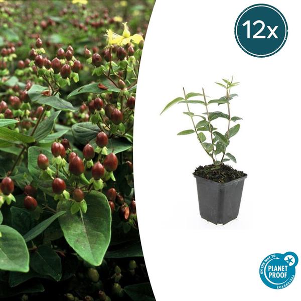 Hypericum inodorum 'Rheingold' - ↕10-25cm - Ø9cm - 12x  BotanicBridge