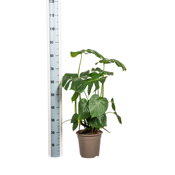 Monstera Deliciosa Tauerii Ø21cm - ↕80cm  BotanicBridge