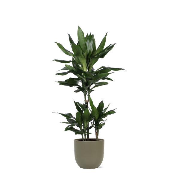 Dracaena Janet Lind Ø21cm - ↕90cm in Boule OLIJF pot  BotanicBridge