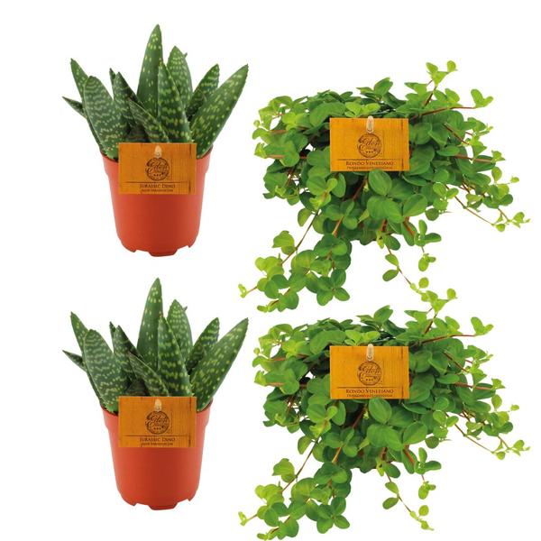 2x Aloe Paradisicum + 2x  Peperomia Rotundifolia - 4 stuks - Ø10.5cm - ↕10cm  BotanicBridge