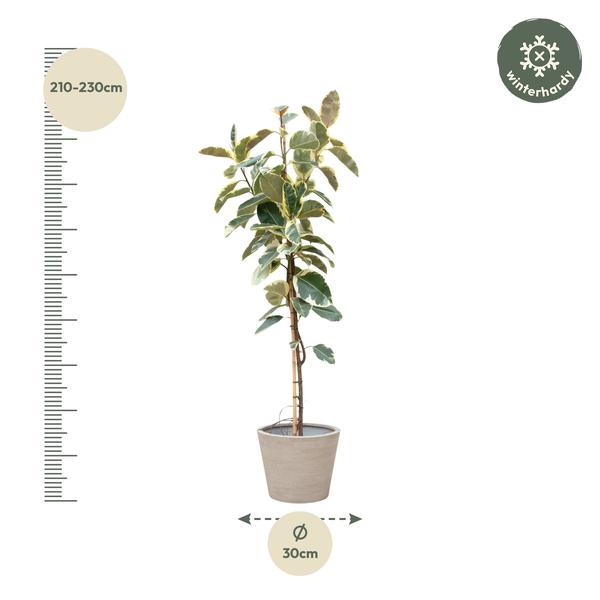 Ficus Tineke Op Stam - 220cm - ø30  BotanicBridge