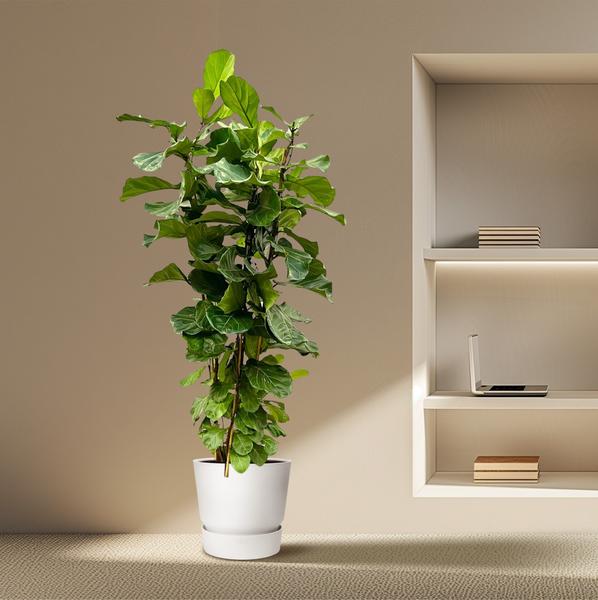 Ficus Lyrata struik XL - 200cm - ø40  BotanicBridge