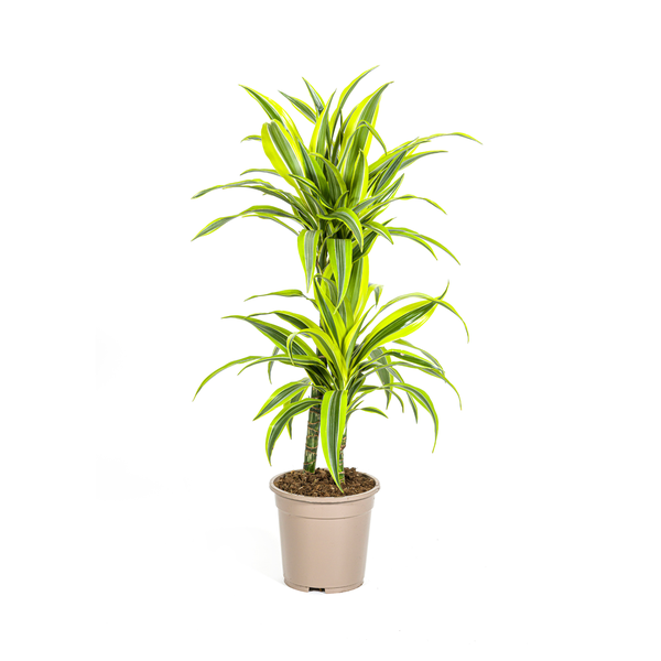 Dracaena Deremensis Lemon Lime Ø19cm - ↕80cm  BotanicBridge