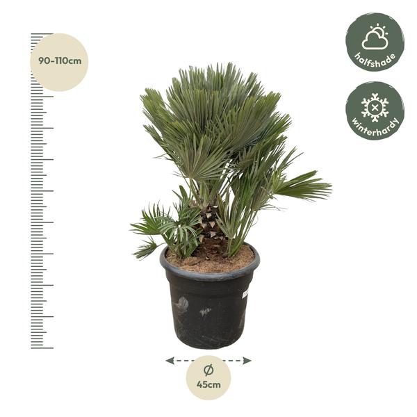 Chamaerops Humilis compact - 100cm - ø45  BotanicBridge