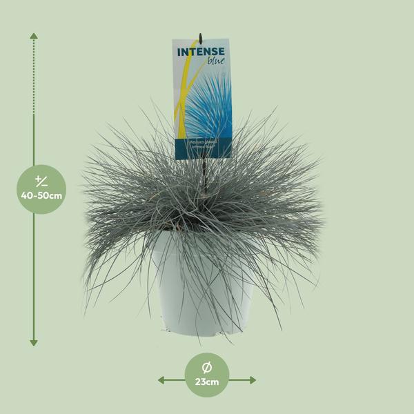 Festuca Glauca Intense Blue - Ø23cm - ↕50cm  BotanicBridge