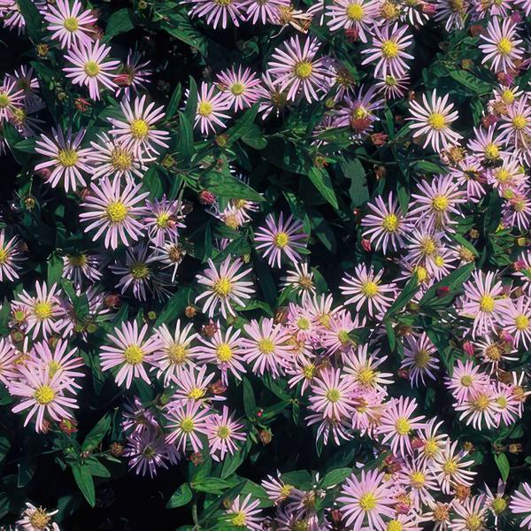 Aster ageratoides 'Asran' - ↕10-25cm - Ø9cm - 12x  BotanicBridge