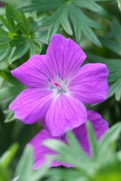 Geranium 'Tiny Monster' - ↕10-25cm - Ø9cm - 40x  BotanicBridge